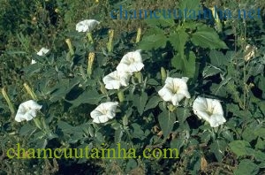 Jimsonweed