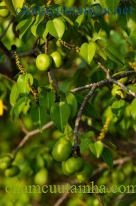 Manchineel