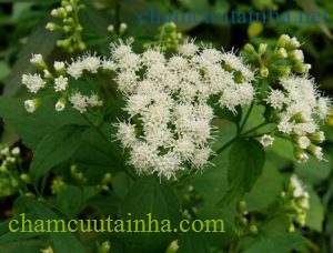 White Snakeroot